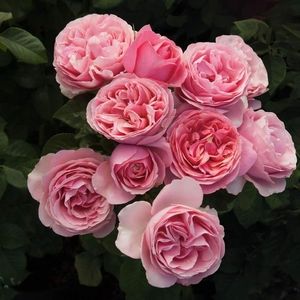 Meet your Posher, Mel